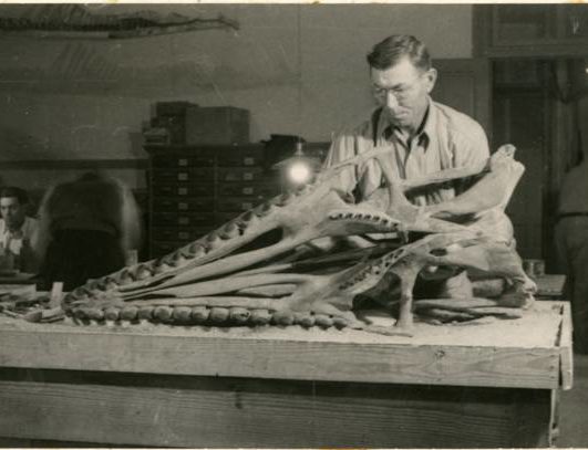 Texas Vertebrate Paleontology Collections Texas Vertebrate Paleontology Collections